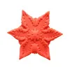 Cute Little Fuckers Starsi Coral Cute Little Fuckers Starsi Coral