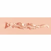 Xkin Pinup Girls Molly Blowtide Realistic Pocket Pussy Beige
